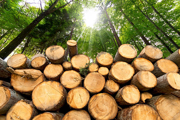 Wood logs MTI